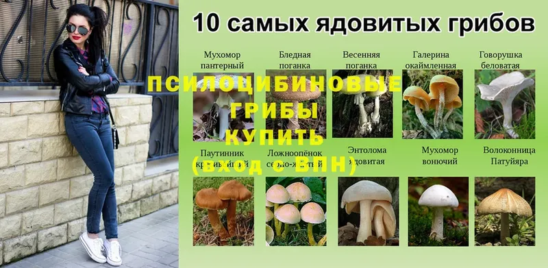 Псилоцибиновые грибы Psilocybe  Ясногорск 